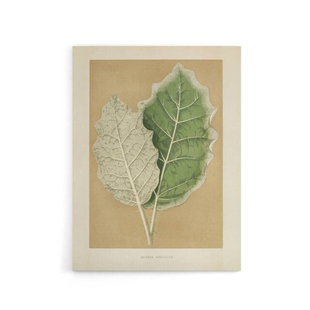 "Artery8 White Margined Nightshade Leaves Fawcett Canvas Wall Art in Beige - Size: W18"" x H24""" - image 1