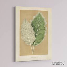 "Artery8 White Margined Nightshade Leaves Fawcett Canvas Wall Art in Beige - Size: W18"" x H24""" - thumbnail 2