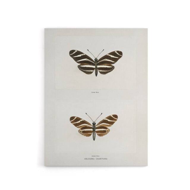 "Artery8 Zebra Longwing Butterfly Sherman Denton Canvas Wall Art Print in White - Size: W12"" x H16""" - image 1