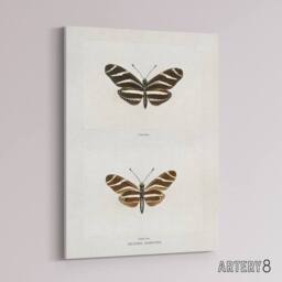 "Artery8 Zebra Longwing Butterfly Sherman Denton Canvas Wall Art Print in White - Size: W12"" x H16""" - thumbnail 2