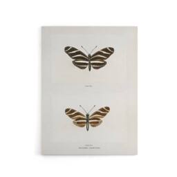 "Artery8 Zebra Longwing Butterfly Sherman Denton Canvas Wall Art Print in White - Size: W12"" x H16""" - thumbnail 1