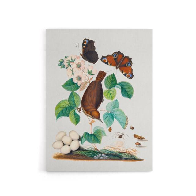 "Artery8 House Wren Butterflies Beetle & Spider Bolton Canvas Wall Art - Size: W18"" x H24""" - image 1
