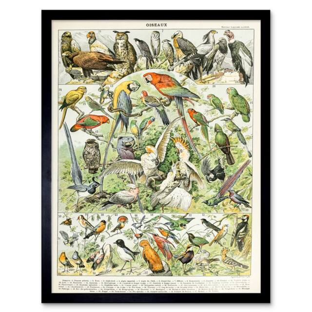 "Artery8 Millot Encyclopedia Page Birds Parrots Vultures 12x16"" Framed Art - Size: W12"" x H16""" - image 1