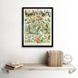 "Artery8 Millot Encyclopedia Page Birds Parrots Vultures 12x16"" Framed Art - Size: W12"" x H16""" - thumbnail 2