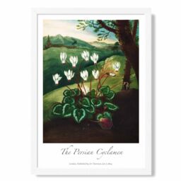 ARTZE Vintage Floral Exhibition - Cyclamen Flowers Framed Print SIZE: A4 with White Frame in Green - thumbnail 1