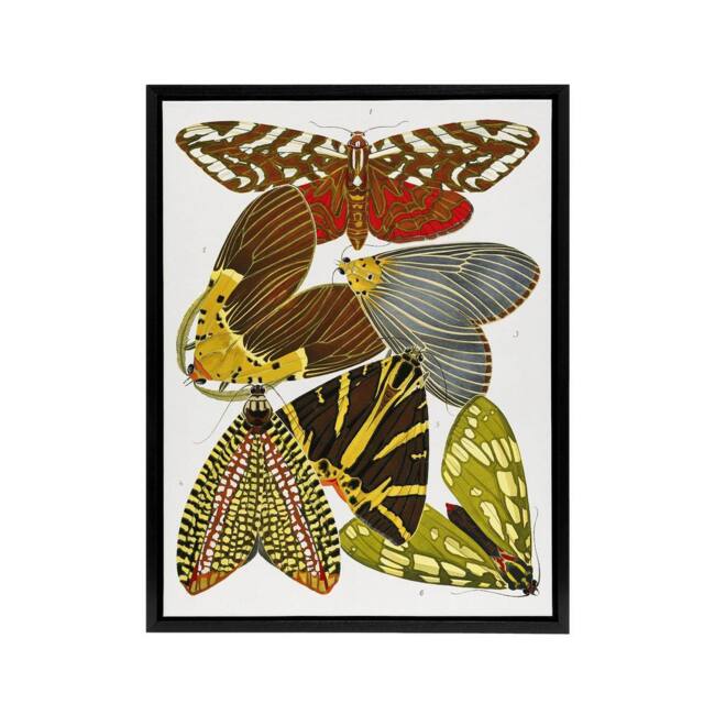 "Artery8 Vintage Butterfly Illustration Framed Canvas Wall Art Print Eugene Seguy - Size: W12"" x H16""" - image 1
