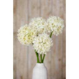 Lemon Pavilion Furniture and Decor Medium Allium (Single Stem Flower), Plastic, L16 x W16 x H80 cm, Cream - thumbnail 5