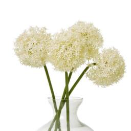 Lemon Pavilion Furniture and Decor Medium Allium (Single Stem Flower), Plastic, L16 x W16 x H80 cm, Cream - thumbnail 3