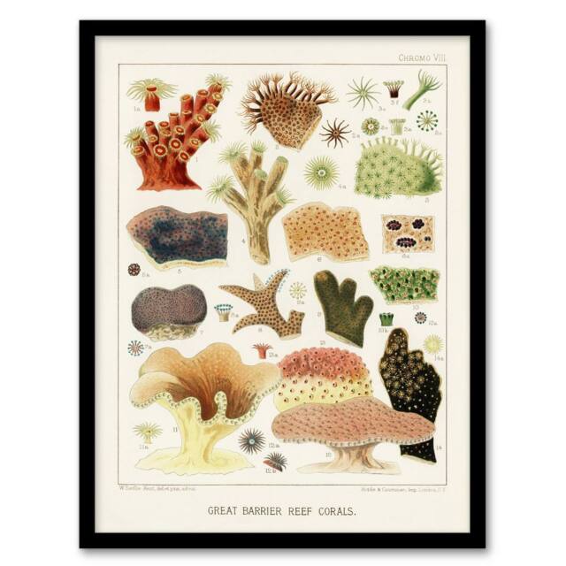 Artery8 Great Barrier Reef Corals Illustration Kent Framed Wall Art Print in White - Size: A4 - image 1