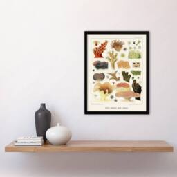 Artery8 Great Barrier Reef Corals Illustration Kent Framed Wall Art Print in White - Size: A4 - thumbnail 4