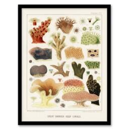 Artery8 Great Barrier Reef Corals Illustration Kent Framed Wall Art Print in White - Size: A4 - thumbnail 1