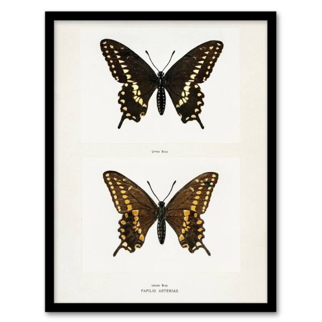 Artery8 Black Swallowtail Butterfly Sherman Denton Framed Wall Art Print in White - Size: A4 - image 1
