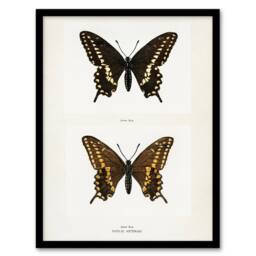 Artery8 Black Swallowtail Butterfly Sherman Denton Framed Wall Art Print in White - Size: A4 - thumbnail 1