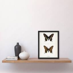 Artery8 Black Swallowtail Butterfly Sherman Denton Framed Wall Art Print in White - Size: A4 - thumbnail 4