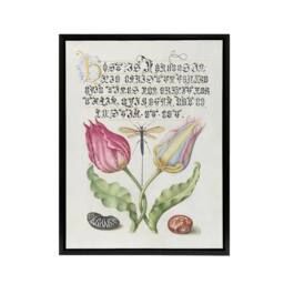 "Artery8 Tulip Ichneumon Wasp & Beans Calligraphy Framed Canvas Wall Art in White - Size: W12"" x H16""" - thumbnail 1