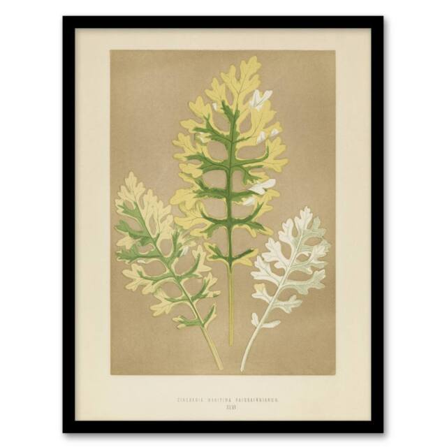 Artery8 Vintage Botanical Dusty Miller Leaves Fawcett Framed Wall Art Print in Beige - Size: A4 - image 1