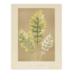 Artery8 Vintage Botanical Dusty Miller Leaves Fawcett Framed Wall Art Print in Beige - Size: A4 - thumbnail 3
