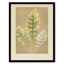 Artery8 Vintage Botanical Dusty Miller Leaves Fawcett Framed Wall Art Print in Beige - Size: A4 - thumbnail 1