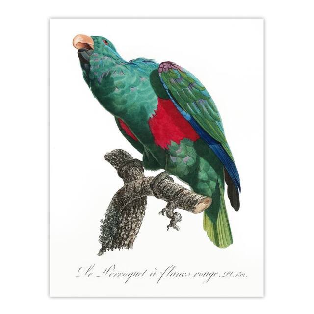 "Artery8 Eclectus Roratus Parrot Francois Levaillant Wall Art Poster Print in White - Size: W18"" x H24""" - image 1