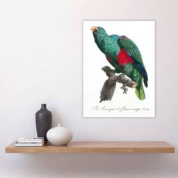 "Artery8 Eclectus Roratus Parrot Francois Levaillant Wall Art Poster Print in White - Size: W18"" x H24""" - thumbnail 4