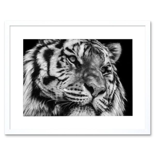 "Artery8 Wall Art Print Tiger Close Up Photograph Art Framed 9x7 inch in White - Size: W7"" x H9""" - image 1