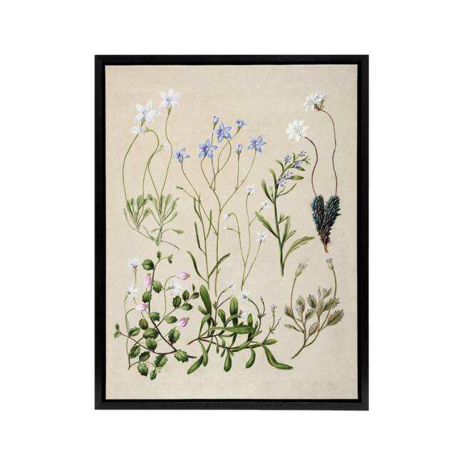 "Artery8 New Zealand Perennial Wild Flowers Featon Framed Canvas Wall Art Print in Beige - Size: W12"" x H16""" - image 1