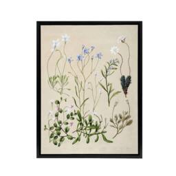 "Artery8 New Zealand Perennial Wild Flowers Featon Framed Canvas Wall Art Print in Beige - Size: W12"" x H16""" - thumbnail 1