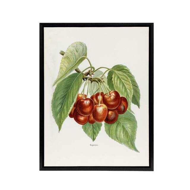 "Artery8 Vintage Illustration of Bigarreau Cherries Wright Framed Canvas Art in White - Size: W12"" x H16""" - image 1
