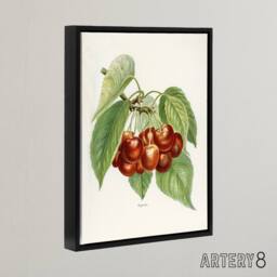 "Artery8 Vintage Illustration of Bigarreau Cherries Wright Framed Canvas Art in White - Size: W12"" x H16""" - thumbnail 2