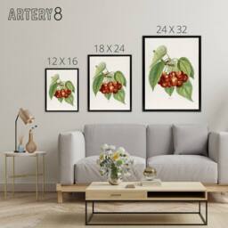 "Artery8 Vintage Illustration of Bigarreau Cherries Wright Framed Canvas Art in White - Size: W12"" x H16""" - thumbnail 4