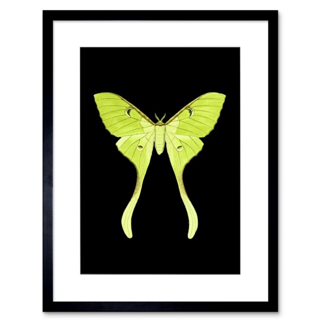 "Artery8 Wall Art Print Green Luna Moth Art Framed 9x7 inch in Black - Size: W7"" x H9""" - image 1