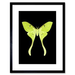 "Artery8 Wall Art Print Green Luna Moth Art Framed 9x7 inch in Black - Size: W7"" x H9""" - thumbnail 1