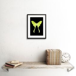 "Artery8 Wall Art Print Green Luna Moth Art Framed 9x7 inch in Black - Size: W7"" x H9""" - thumbnail 2