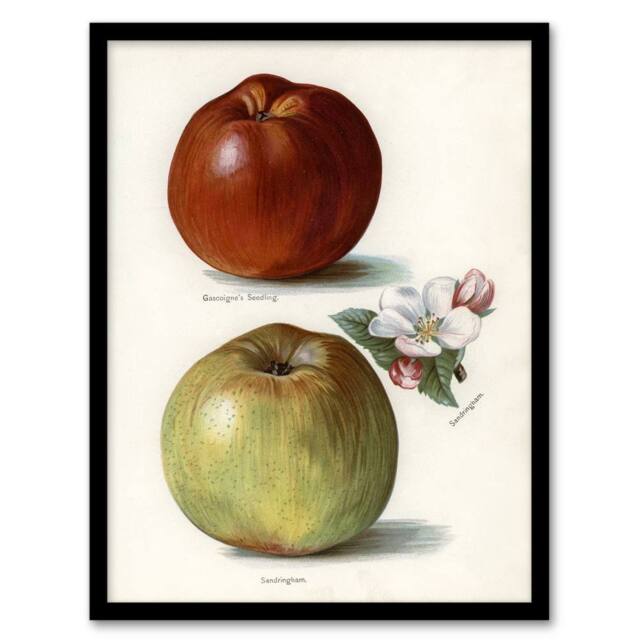 "Artery8 Gascoignes Seedling Sandringham Apples Wright Framed Wall Art Print in White - Size: W12"" x H16""" - image 1