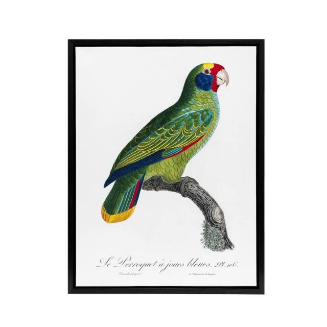 "Artery8 Red & Blue Amazon Parrot Levaillant Framed Canvas Wall Art Print in White - Size: W24"" x H32""" - image 1