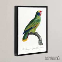 "Artery8 Red & Blue Amazon Parrot Levaillant Framed Canvas Wall Art Print in White - Size: W24"" x H32""" - thumbnail 2