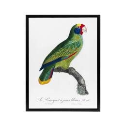 "Artery8 Red & Blue Amazon Parrot Levaillant Framed Canvas Wall Art Print in White - Size: W24"" x H32""" - thumbnail 1