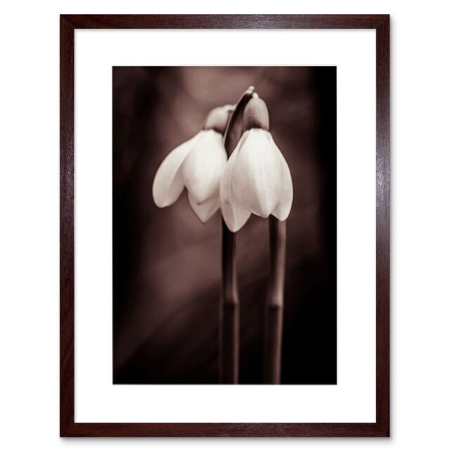 "Artery8 Wall Art Print Two Snowdrops Flowers Artwork Framed 9X7 Inch in Brown - Size: W7"" x H9""" - image 1