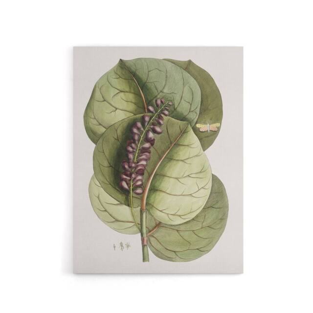 "Artery8 Mangrove Grape Tree Vintage Botanical Catesby Canvas Wall Art in Green - Size: W18"" x H24""" - image 1