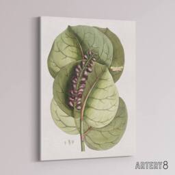 "Artery8 Mangrove Grape Tree Vintage Botanical Catesby Canvas Wall Art in Green - Size: W18"" x H24""" - thumbnail 2