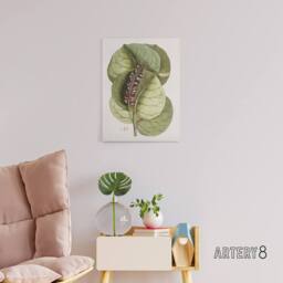"Artery8 Mangrove Grape Tree Vintage Botanical Catesby Canvas Wall Art in Green - Size: W18"" x H24""" - thumbnail 3