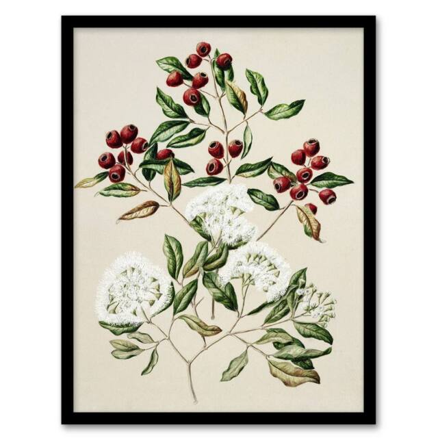 "Artery8 New Zealand Maire Tawake Tree Flowers Featon Framed Wall Art Print in Beige - Size: W12"" x H16""" - image 1
