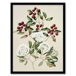 "Artery8 New Zealand Maire Tawake Tree Flowers Featon Framed Wall Art Print in Beige - Size: W12"" x H16""" - thumbnail 1