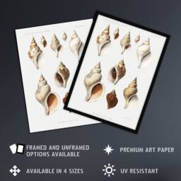 Artery8 Molluscs of the Northern Seas Albert I Framed Wall Art Print in White - Size: A4 - thumbnail 2