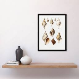 Artery8 Molluscs of the Northern Seas Albert I Framed Wall Art Print in White - Size: A4 - thumbnail 4