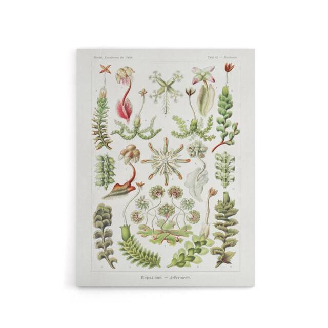 "Artery8 Hepatica Plant Vintage Floral Haeckel Botanical Canvas Wall Art in White - Size: W18"" x H24""" - image 1