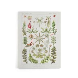 "Artery8 Hepatica Plant Vintage Floral Haeckel Botanical Canvas Wall Art in White - Size: W18"" x H24""" - thumbnail 1