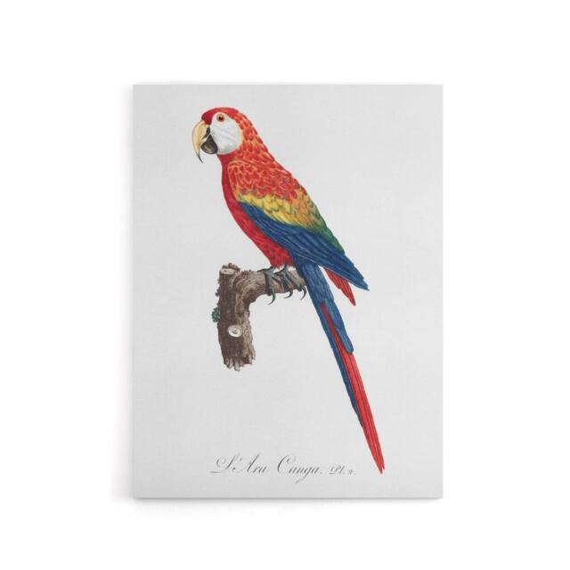 "Artery8 Scarlet Macaw Parrot Francois Levaillant Canvas Wall Art Print in White - Size: W12"" x H16""" - image 1