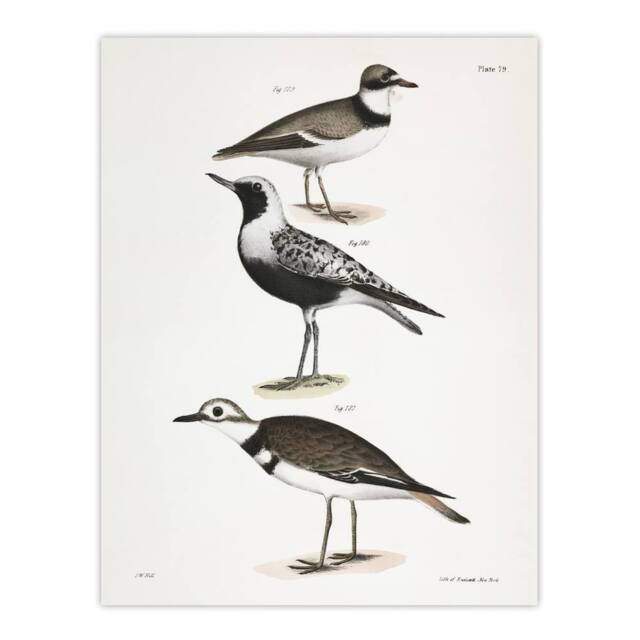 "Artery8 James De Kay Ring Plover Snipe & Kildeer Wall Art Print in White - Size: W12"" x H16""" - image 1