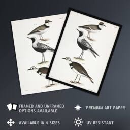 "Artery8 James De Kay Ring Plover Snipe & Kildeer Wall Art Print in White - Size: W12"" x H16""" - thumbnail 2